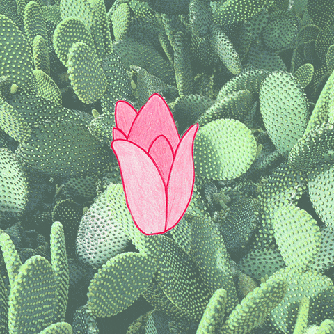 Desert Flower Pink GIF by Nora Simon