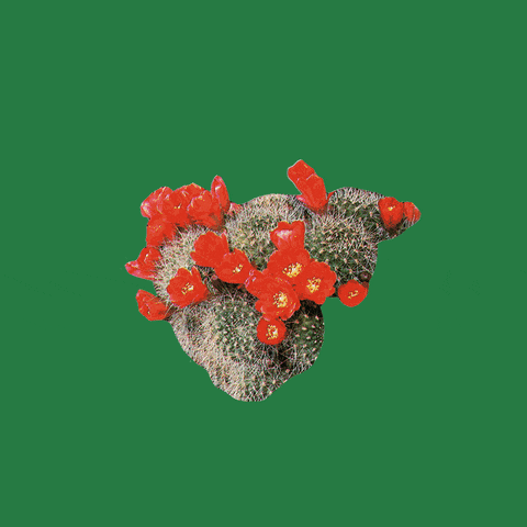 Empower Cactus Flower GIF by Nora Simon