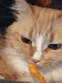 Cat Fan GIF by realzygoatian
