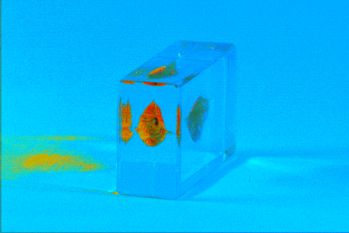 stop motion photography GIF by Caitlin Burns