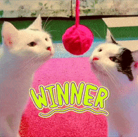White Cats GIF