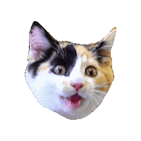 Cat Sticker