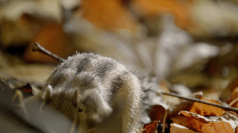 Hungry When Nature Calls GIF by ABC Network