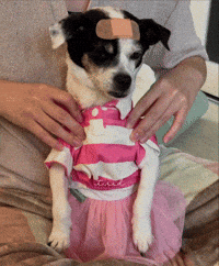 Sorry Puppy GIF