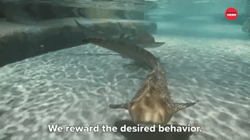 We Reward The Desired Behavior