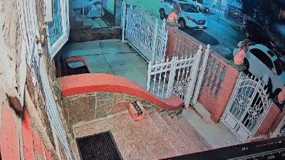 DShapiroNYPR giphyupload GIF