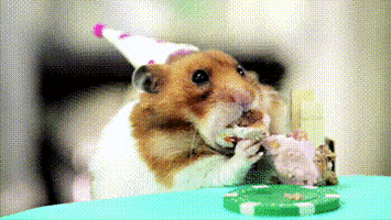 Video gif. Chunky hamster wearing a tiny party hat, chowing down on a chunk of food with a poker chip as a plate.