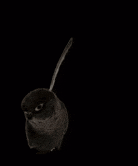 Potato Parrot GIF