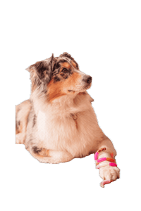 Chien Marpo Sticker by Ateliermarpo
