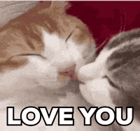I Love You Cat GIF