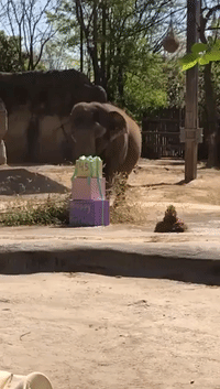 Mai Thai the Elephant Celebrates 45th Birthday at Cincinnati Zoo