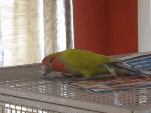 feathers GIF