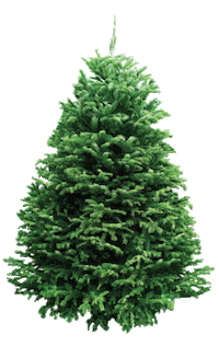 Merry Christmas Sticker by Far East Flora
