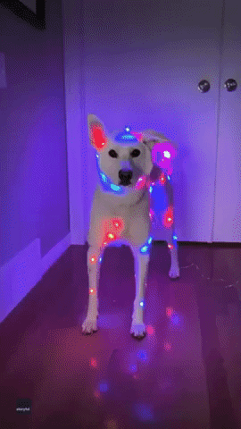 Festive Rescue Dog Glows With Holiday Spirit in Colorado