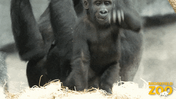 Intimidating King Of The Jungle GIF by Brookfield Zoo