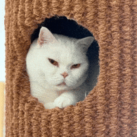 British Shorthair Funny Cat GIF