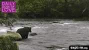 exploreorg love nature animal organic GIF