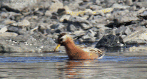 frozen planet bird GIF by Head Like an Orange