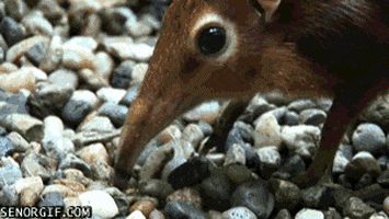 critter eating GIF by Cheezburger