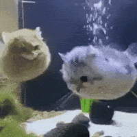 Cat Fish GIF by Respective