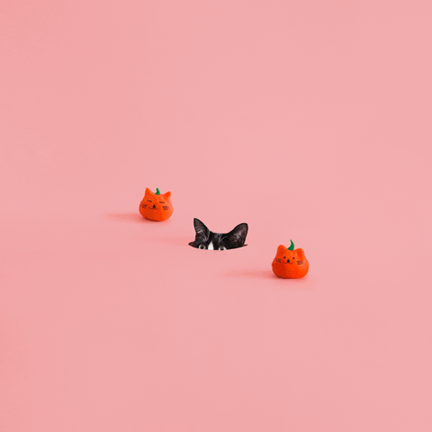 cat halloween GIF