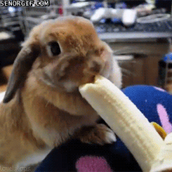 bunny eating GIF by Cheezburger