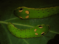 Spicebush Swallowtail Pokemon GIF by Ansel Oommen
