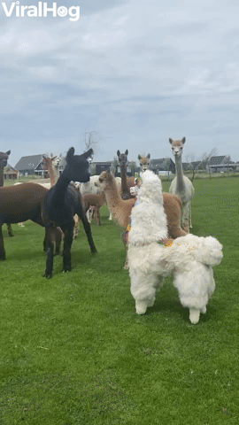 Alpaca Imposter