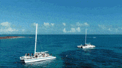 Partypokerlive poker paradise bahamas cpp GIF