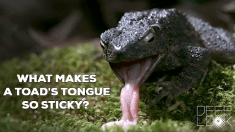 GIF by KQEDScience