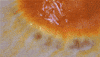 lush cosmetics bath GIF by Lush