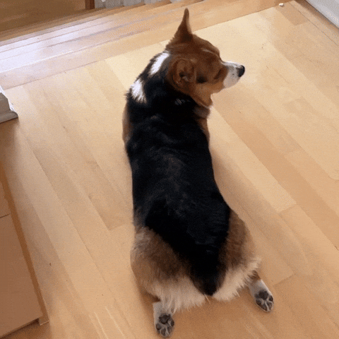 Dog Corgi GIF
