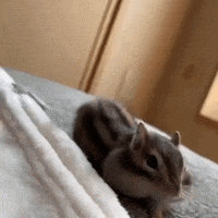 Tired Sleep GIF