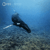 Pbs Nature Swimming GIF by Nature on PBS