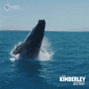 Ocean Australia GIF by PBS