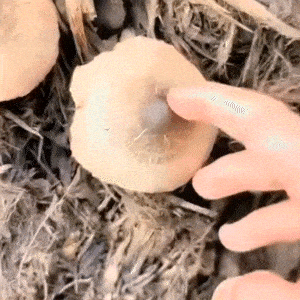 Mushroom Touch GIF