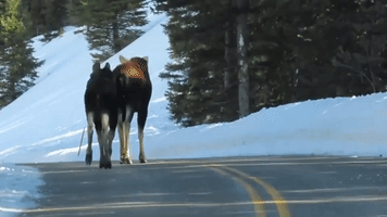 Moose Pair Stuns Driver