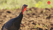Turkey Facts GIF by BuzzFeed