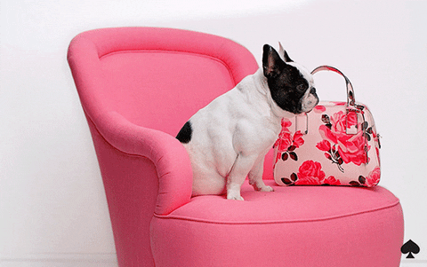 French Bulldog Yes GIF by kate spade new york