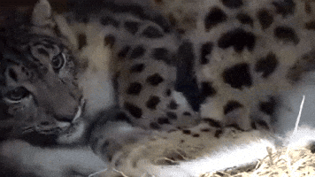 Snow Leopard Born at Welsh Zoo