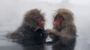 symphony for our world GIF by Nat Geo Wild 
