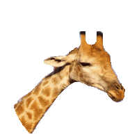 giraffe STICKER by imoji