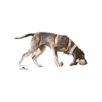 Searchdog Spur Sticker by GO FIND Suchhunde
