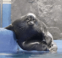 Seal GIF