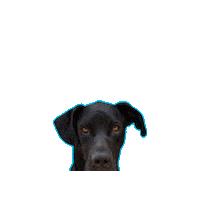 Adopt Great Dane Sticker by TracysPawsRescue