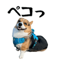 Corgi 了解 Sticker