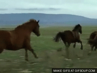 horses GIF