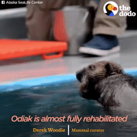 sea otters GIF by The Dodo
