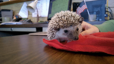 kids pet GIF