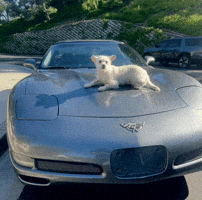Dog Pip GIF